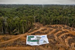 Produsen Kertas Luncurkan Kebijakan Pengelolaan Hutan Lestari 