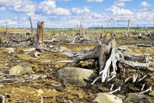 Pemerintah Daerah Diminta Pertahankan Hutan yang Tersisa