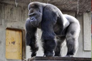 Gorila ‘Tampan’ Tarik Banyak Pengunjung Wanita