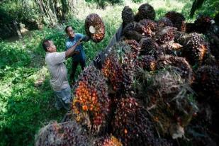 Perusahaan Perkebunan Malaysia akan Buka Lahan di Papua
