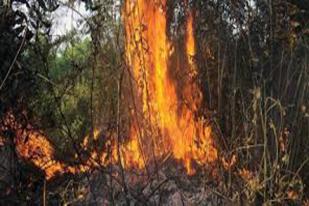 Jumlah Titik Api di Riau Terus Meningkat, Penerbangan Terganggu