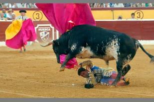 Selangkangan Ditanduk Banteng, Matador Spanyol Terluka Parah
