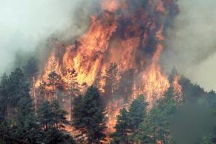 Kebakaran Gunung Ciremai Hamparan Edelweis Lenyap Dilalap Api