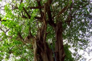 Bodhi: Pohon Pencerahan
