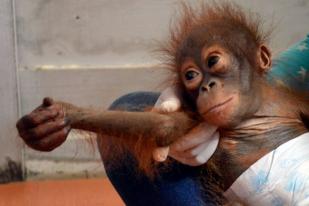 Dua Ekor Orangutan Berhasil Diselamatkan di Ketapang
