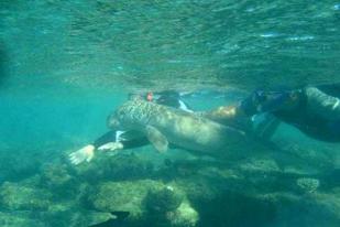 Bayi Dugong Terdampar di Pantai Laut Merah