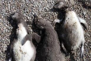 Populasi Penguin Argentina Terancam karena Perubahan Iklim