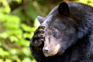 Mahasiswa di New Jersey Tewas Diterkam Beruang Hitam