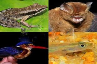 Peneliti LIPI Temukan 14 Kandidat Spesies Baru di Enggano