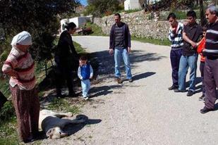 Turki: Warga Mengeluh Pembunuhan Anjing 'Mentradisi'