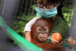 Terancam Punah WWF Identifikasi Orangutan  