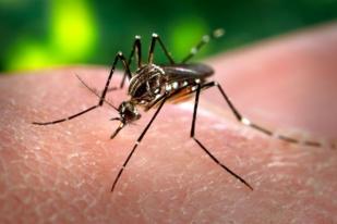 Kasus Zika Ditemukan di Jambi