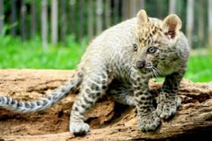 African Leopard, Satwa Afrika Lahir di Prigen