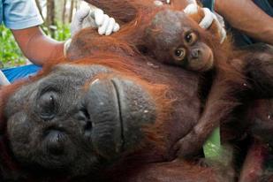 Pelaku Pembakar Orangutan Diancam Pasal Berlapis