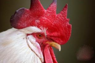 IPB Kembangkan Jamu Antiflu Burung