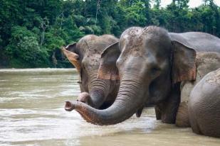 Gajah dan Keprihatinan Tulus untuk Penyelamatannya