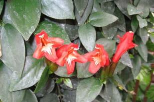 HUT ke-164, Kebun Raya Cibodas LIPI Luncurkan Taman Gesneriaceae