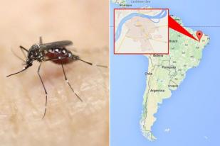 AS Temukan Kasus Penularan Zika Lewat Pasangan Sesama Jenis
