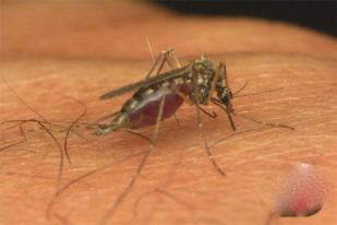WHO: Tidak Ada Kasus Malaria Baru di Beberapa Wilayah