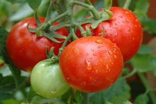 Tomat, Buah Sehat Kaya Antioksidan Alami              