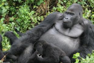 Gorila Grauer Terancam Punah karena Perang