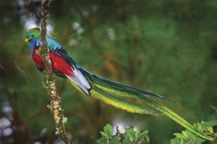Quetzal, Burung "Dewa" yang Dilindungi Kosta Rika