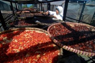 Produksi Tomat Rasa Kurma Melonjak Saat Ramadan
