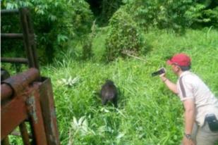 BKSDA Sumatera Selatan Lepasliarkan Beruang Madu