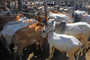 Mendag: Impor Daging Kerbau India Makin Cepat Makin Baik