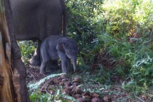 Detik-Detik Kelahiran Bayi Gajah Rimbani Terekam Baik di CCTV