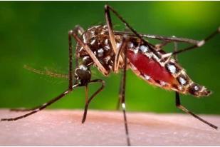 Honduras: Enam Tewas, 10 Bayi Catat Akibat Zika