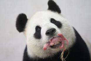 Taman Safari "Rumah" Panda Kerja Sama Indonesia-Tiongkok