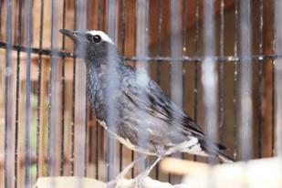 Perdagangan Ilegal Ancam Kelangsungan Burung di Indonesia