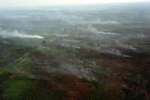 Legislator: Perusahaan Pembakar Hutan Harus Dibekukan