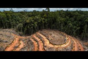 Penggundulan Hutan Papua Diungkapkan Greenpeace 