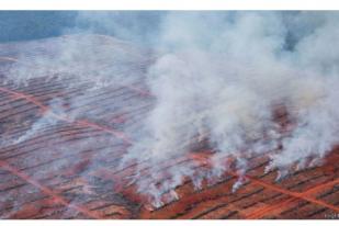  Perusahaan Sawit Dukung Pencegahan Kebakaran Hutan