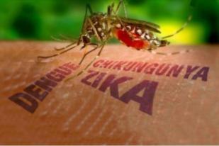 Nyamuk Pertama Pembawa Zika di AS Tularkan Virus Secara Lokal