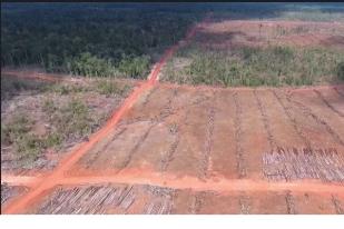 Laporan: Perusahaan Korea Bakar Hutan Indonesia untuk Kelapa Sawit