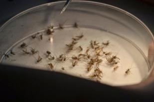  Tim EDP Serahkan Nyamuk Dengue Ber-Wolbachia kepada Warga