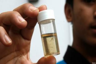 WHO Imbau Asia untuk Lindungi Diri dari Zika