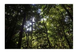Laboratorium Penelitian Perubahan Iklim  Hutan Tropis di Panama