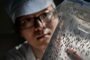 Virus Zika Diperkirakan akan Menyebar ke Asia-Pasifik