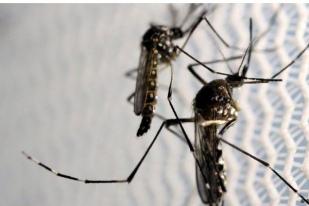 CDC Amerika Keluarkan Travel Consideration Terkait Zika