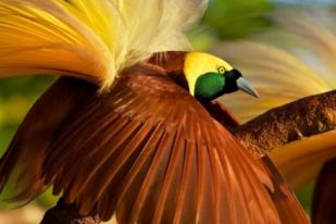 Otoritas Indonesia Sita Puluhan Awetan Burung Cenderawasih 