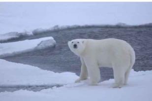 Aktivitas Manusia Menyebabkan Es di Kutub Utara Mencair  