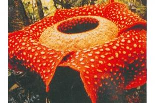 Rafflesia Mekar di Objek Wisata Kemumu