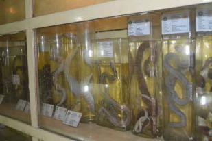 Keanekaragaman Hayati Indonesia di Museum Biologi UGM 