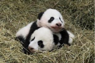 Bayi Panda Kembar Dibaptis di Kebun Binatang Wina