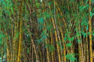 Cegah Banjir dan Longsor dengan Tanam Bambu