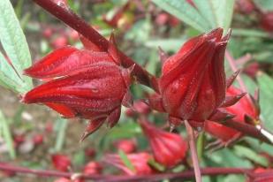 Rosela, Bunga Cantik Berkhasiat Antioksidan